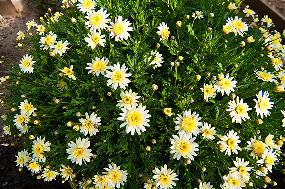 Flowers in my garden