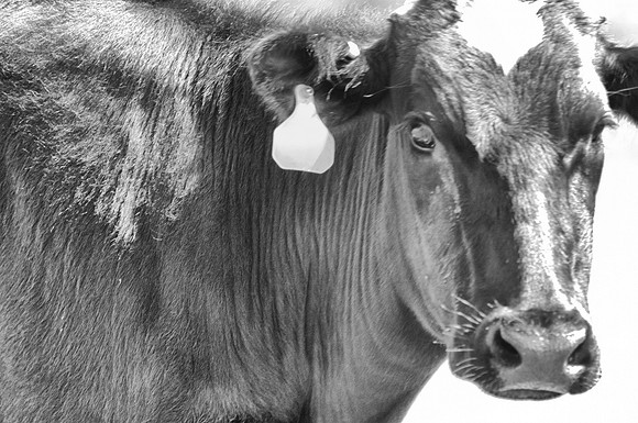 Curious Cows