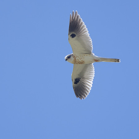 White-tailed Kite
