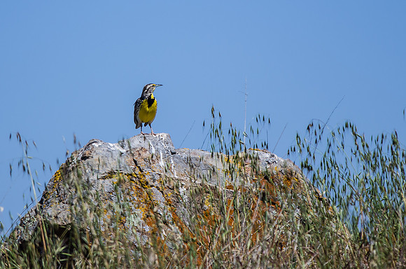 Western Meadowlark