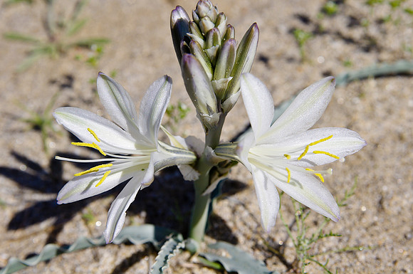 Desert Lilly