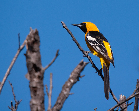 Hooded Oriole