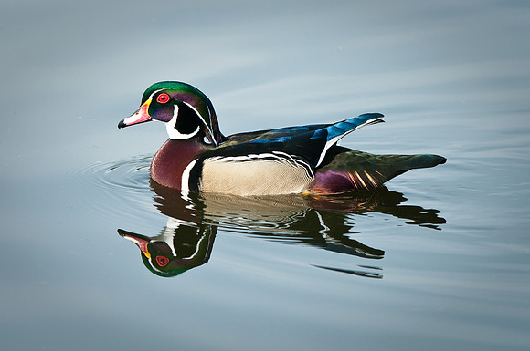 Wood Duck