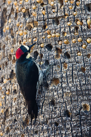 Acorn Woodpecker