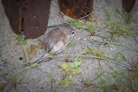 Pale Kangaroo Mouse