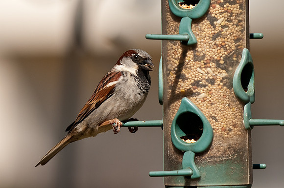 House Sparrow
