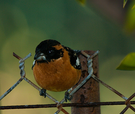 Male Grosbeak