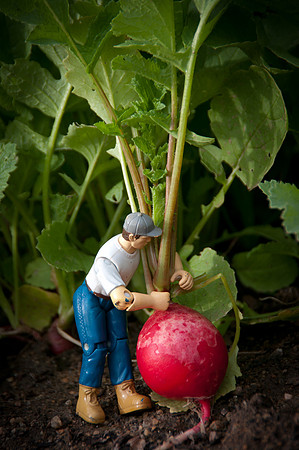 Picking